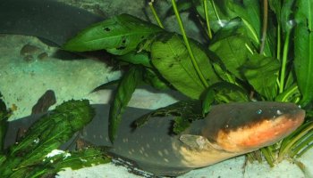 Researchers discover electric organs in electric fish