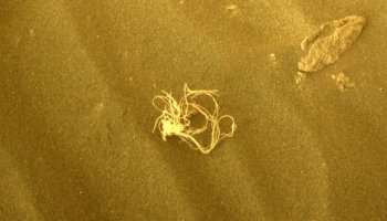 An object found on Mars that resembles noodles intrigues NASA