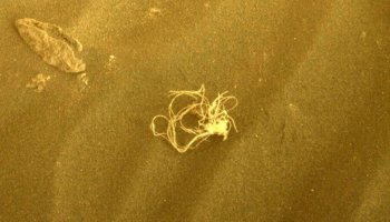 On Mars, NASA's Perseverance Rover discovers an object that looks like spaghetti