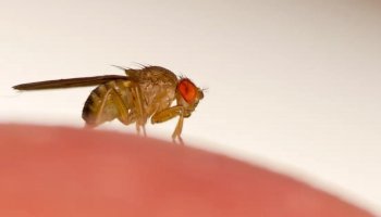 A US scientist hacks fruit flies' brains to make them controllable through remote controls