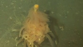 An undulating wad of orange spaghetti makes up this saggy deep-sea creature